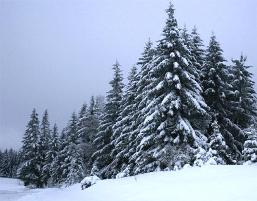 nature - winter