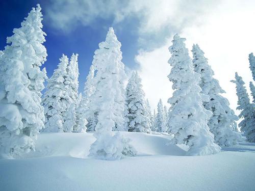 winter - nature