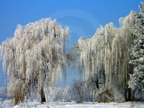 winter - nature