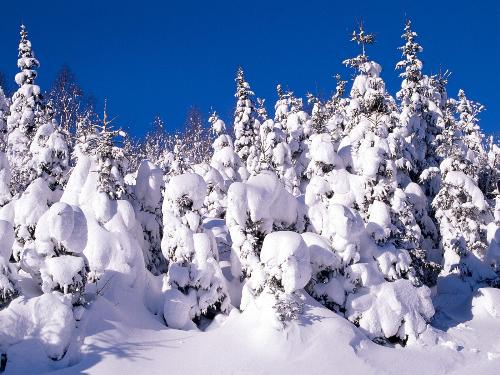 nature - winter