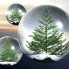 nature - tree