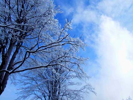 nature - winter