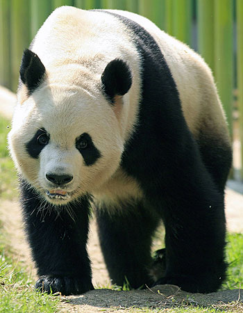 panda bear - nature