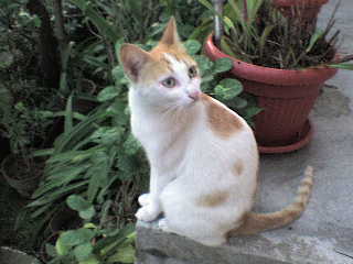 A Purrfect Profile - Was browsing through my files and saw this old picture of my cat Spot.