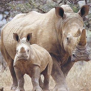 nature - animals
