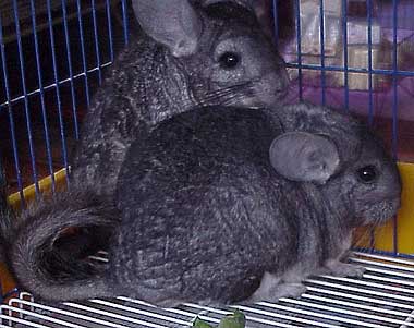 nature - animal