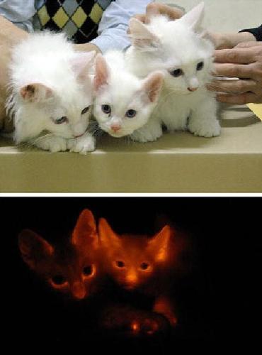 cats - nature