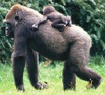 monke - animal