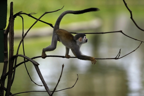 monkey - animal