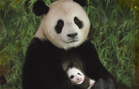 panda bear - animal