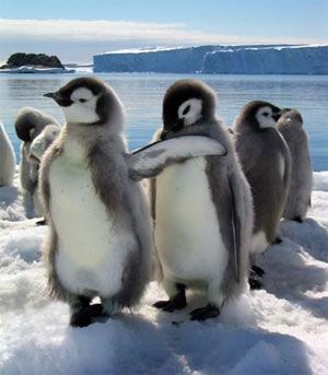 pinguin - animal