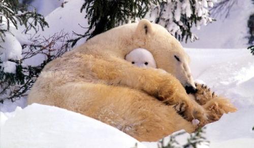 bears - animal
