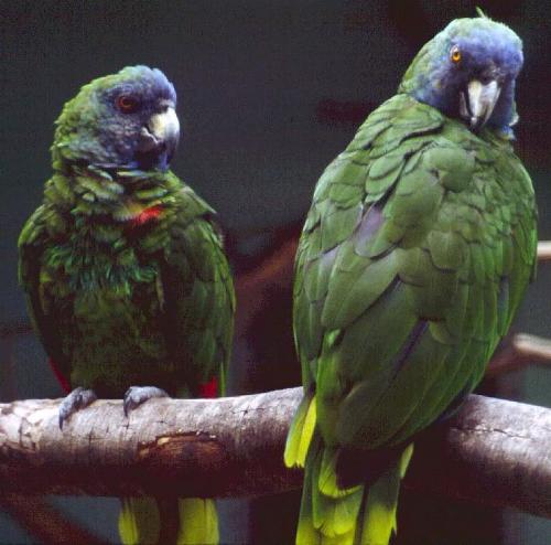 papagals - animal