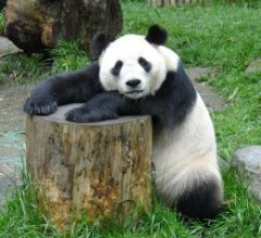 panda bear - bear