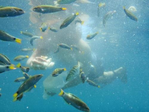 fish - beautiful fishes seen while snorkeling