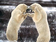 bears - nature
