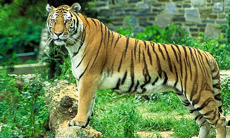 tigre - nature