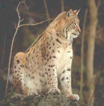 animal - nature