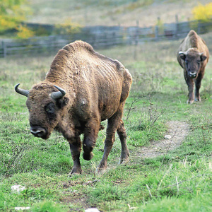 animal - nature