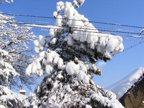 pine tree - A pine tree in the winter.