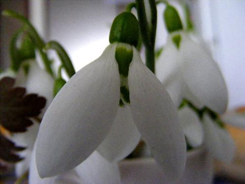 Snowdrops - Snowdrops at home