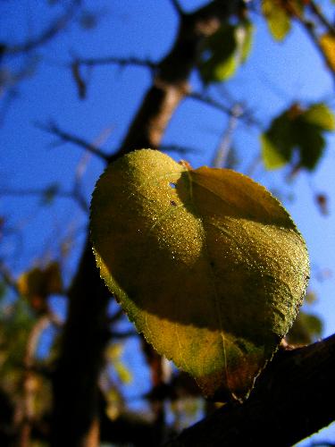 A autumn leaf - A autumn leaf of a peach-tree.