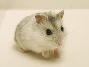 me - a hamster