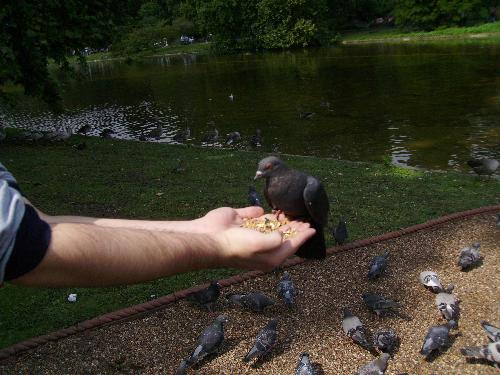 Black pigeon eating - Well if earlier we had gray pigeons eating from our hands, another colored pigeon soon took it's place on my had and started feasting.