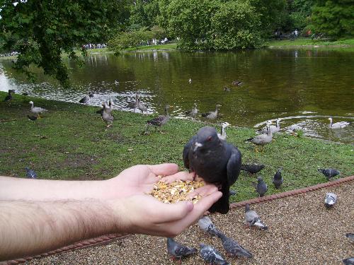 The black picker... - Well unlike the other hungry rascals, this pigeon took his time profiting of the fact that he was all alone with all those grains while the others were eating off the ground level.