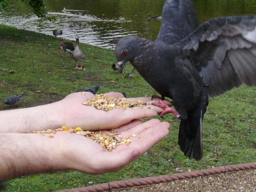 Spread and fly - Well he did spread his wings, but how could he fly away with all that food at his disposal ?