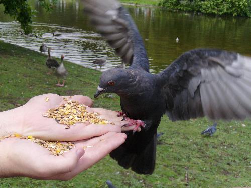 Spread them ! - Well don't wave them so much and especially watch the claws, they hurt !   Just the black pigeon having a food spree while waving his wings...