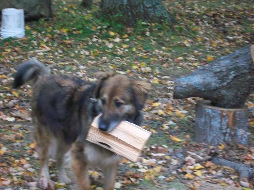 Teaka - My dog helping to gather wood