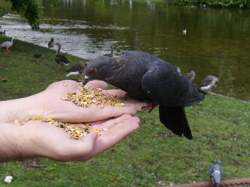 Enjoying the last moments... - I am referring to the fact that in the next picture he won't be alone anymore and he will have to share his food with another fellow pigeon.