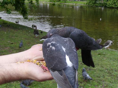 Having to share... - Well that's the end of the solo feast for the black pigeon, he was now obligated to share his food with another fellow pigeon.