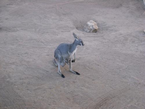 A Kangaroo with his Joey - A photo taken at the Albuquerque Zoo, in New Mexico.