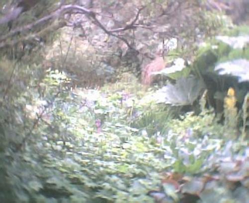 heavenly - Photo taken in my 'heaven' Inverewe Gardens Wester Ross Scotland