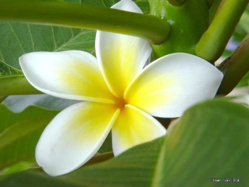 frangipani - I like frangipani the most.