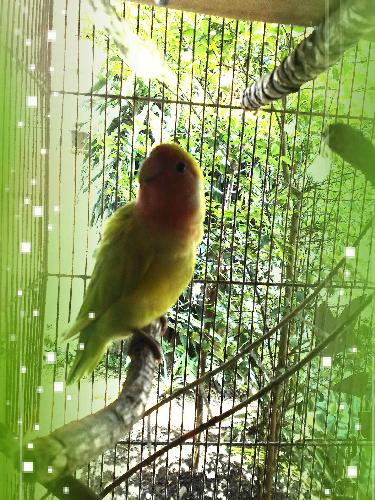 Bird - Bird are living things. They live in accordance to their environment