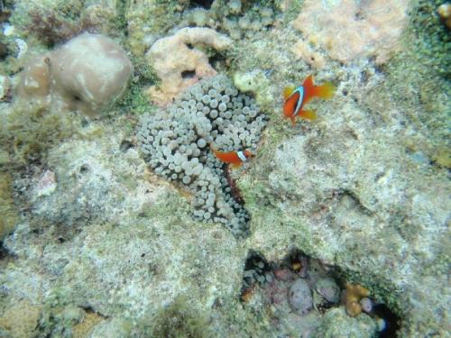 fish - fish seen underwater ... Nemo?