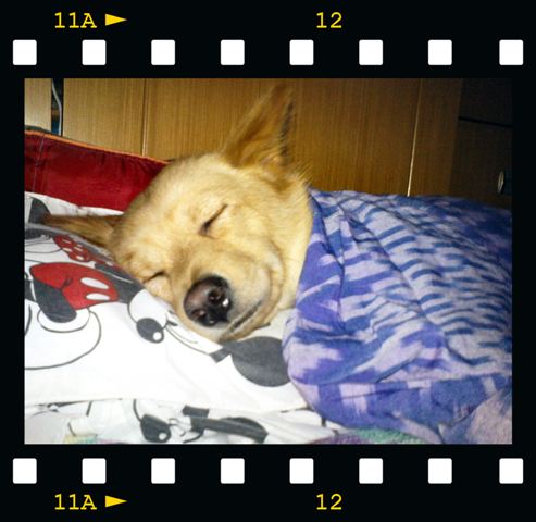 My dobie - Dobie... my lovely pet who always beside me