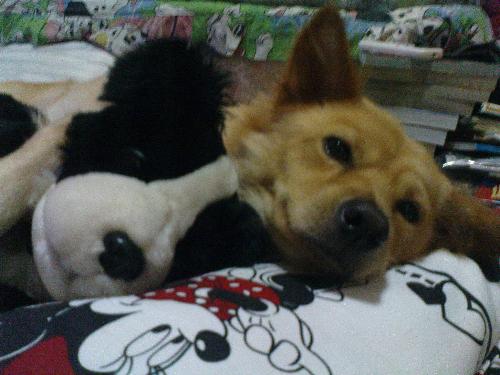 sleeping with dolls - he likes to sleep woth pillows and dolls