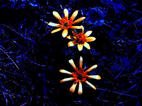 Flowers - A have remade this picture with photoshop.