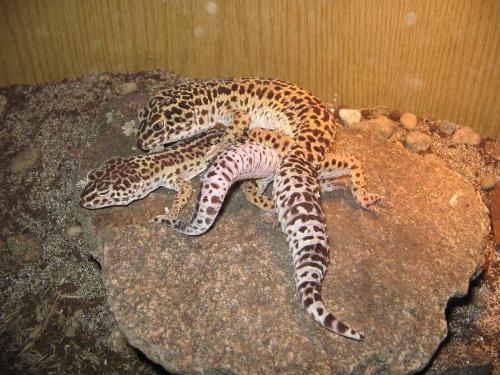 2 geckos - 2 geckos in the marital dance.