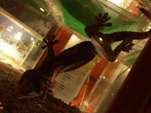 gecko - A gecko stucked on the glass.