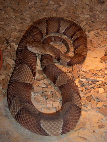 Snake - A snake on a snake-exhibition. That was 1 year ago.