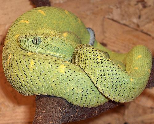 Atheris chloroechis - This snake is also known as tree poison snake. There were more than 20 species snakes.