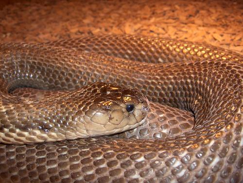Eye-glass cobra - One of the most poison snakes in the world. Its poison is enough to kill 15 people.