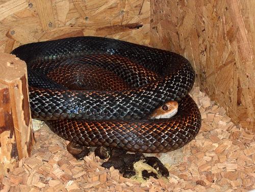 New Guinea taipan - The snake is not so poisonous, but attacks without reason.