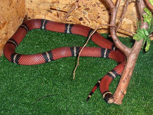 A royal grass-snake - this snake (I am not sure) is not poisonous or it is, but the poison is not dangerous.