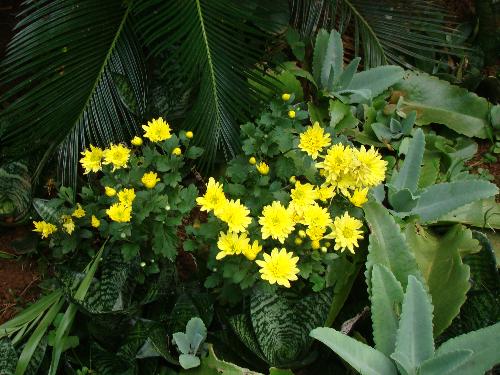 Flowers - This is a chrysanthemum patch which normally blooms in winter. They come in different colours.